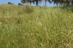 aviv-barley1