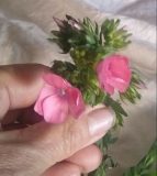 Wild flax in bloom in the Galilee Israel
