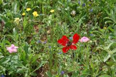 17359345_10154461897347151_7739802500969647798_o