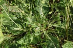 17359375_10154463261877151_1463600077806165946_o-e1498414136438