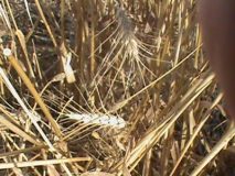 1_DSC00738-e1498653626576