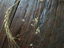 1_DSC00744-e1498653683622