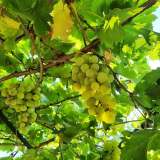 203368608_10158559920527151_6345976030781233220_n