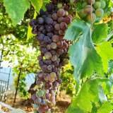 204003966_10158559920542151_5258180172012064762_n