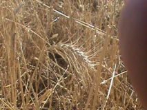 DSC00735-e1498653666471