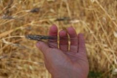 DSC_0924-e1529239923202