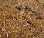 Screen-Shot-2018-06-09-at-13.05.49-2-2-1